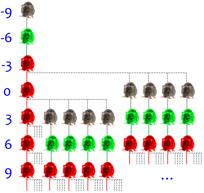 Bigger mouse family tree